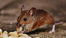 24 Hour & Emergency Exterminators in Port Hueneme, CA